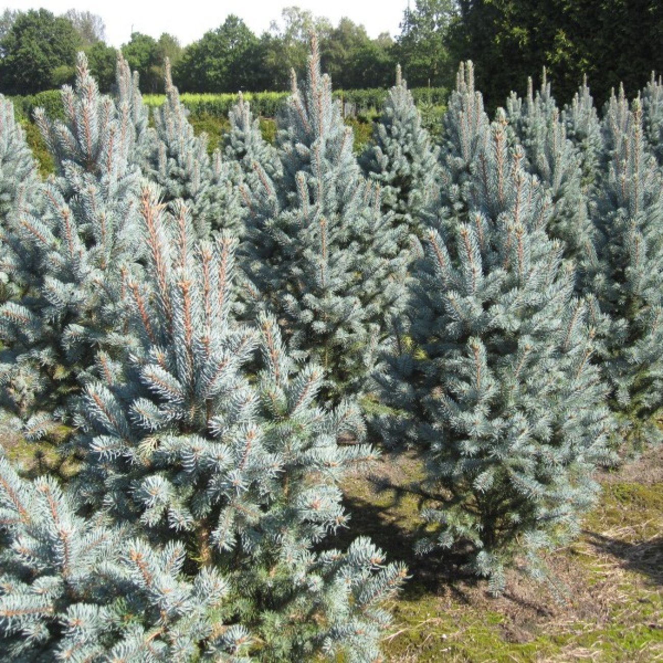 Obrázok Smrek pichľavý (Picea pungens) ´ISELI FASTIGIATE´ - výška 40-50 cm, kont. C5L